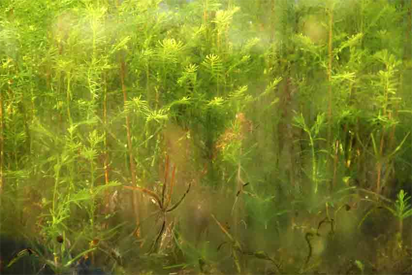 Living Walls With Forests,
Great For Large Or Medium Size(
Grow A Living Forest in Your Wall!
Bald Cypress Forest By DAPACU